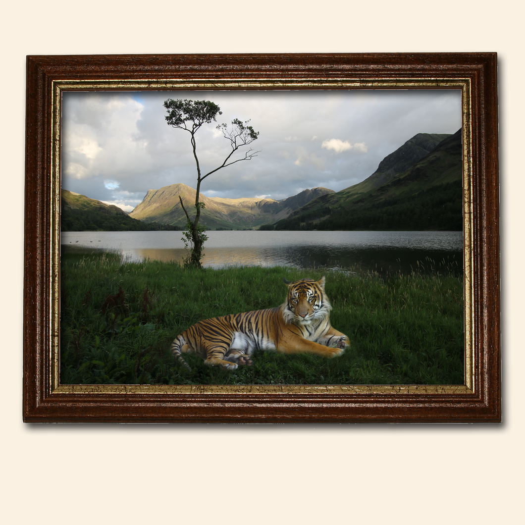 A Tiger In Windemere By Julie Nicholson Living Room Wall Art Decor